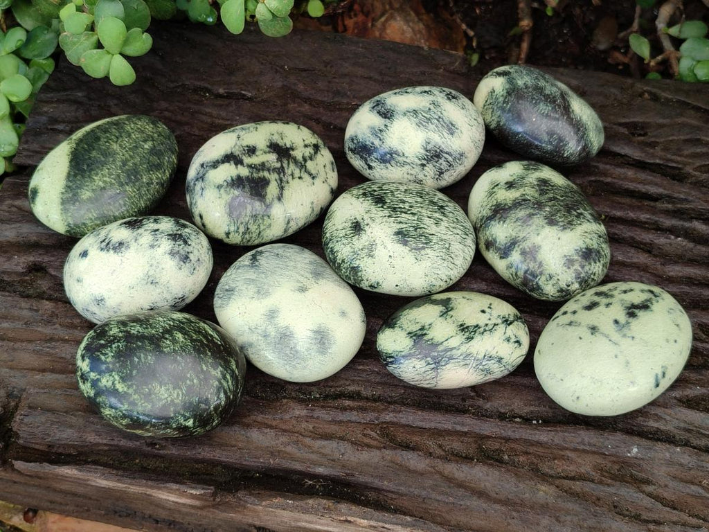 Polished Leopard Stone Free Forms x 12 From Zimbabwe - Toprock Gemstones and Minerals 