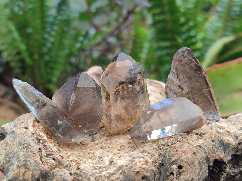 Natural Smokey Quartz Crystals x 70 From Zomba Plateau, Malawi - Toprock Gemstones and Minerals 
