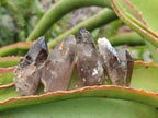 Natural Smokey Quartz Crystals x 70 From Zomba Plateau, Malawi - Toprock Gemstones and Minerals 