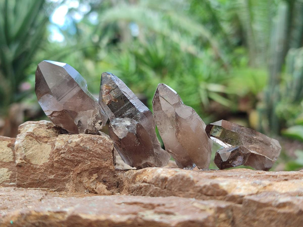 Natural Smokey Quartz Crystals x 70 From Zomba Plateau, Malawi - Toprock Gemstones and Minerals 