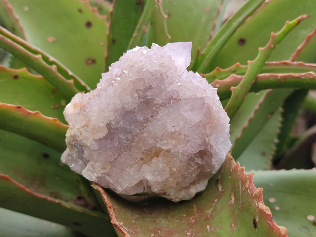 Natural Lilac Ametrine Spirit Clusters x 4 From Boekenhouthoek, South Africa - Toprock Gemstones and Minerals 