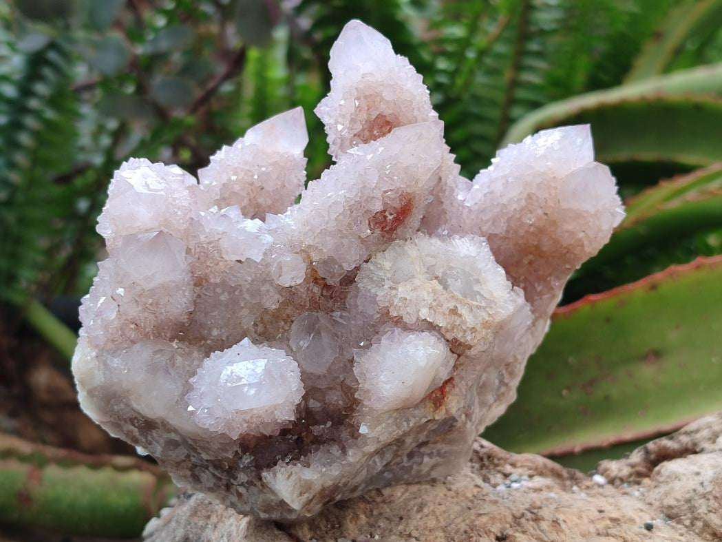 Natural Lilac Ametrine Spirit Clusters x 4 From Boekenhouthoek, South Africa - Toprock Gemstones and Minerals 