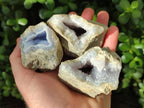 Natural Blue Lace Agate Geode Specimens x 12 From Nsanje, Malawi - Toprock Gemstones and Minerals 