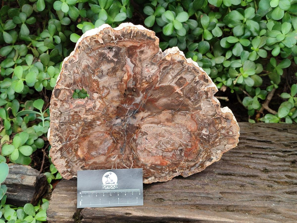 Polished Large Red Podocarpus Petrified Wood Slice x 1 From Mahajanga, Madagascar - Toprock Gemstones and Minerals 
