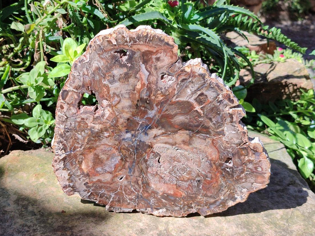 Polished Large Red Podocarpus Petrified Wood Slice x 1 From Mahajanga, Madagascar - Toprock Gemstones and Minerals 