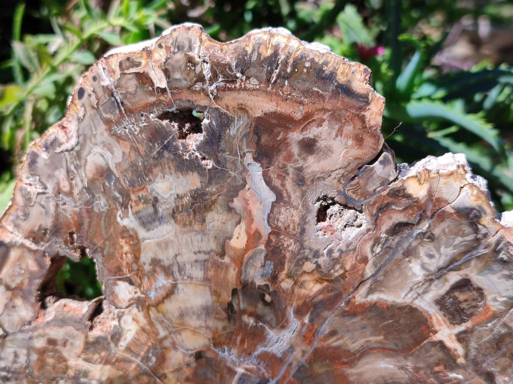 Polished Large Red Podocarpus Petrified Wood Slice x 1 From Mahajanga, Madagascar - Toprock Gemstones and Minerals 