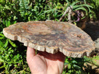 Polished Large Red Podocarpus Petrified Wood Slice x 1 From Mahajanga, Madagascar - Toprock Gemstones and Minerals 