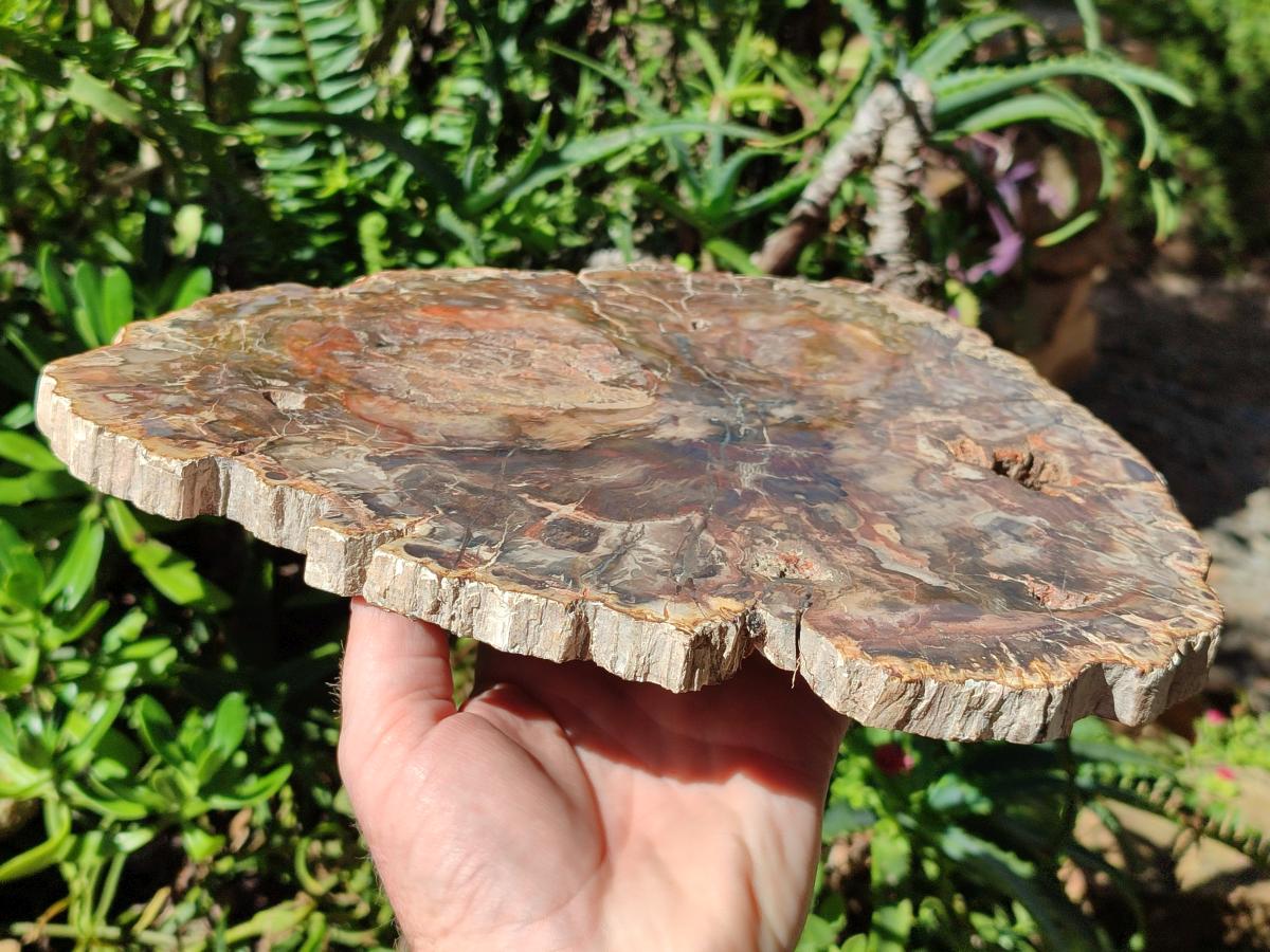 Polished Large Red Podocarpus Petrified Wood Slice x 1 From Mahajanga, Madagascar - Toprock Gemstones and Minerals 
