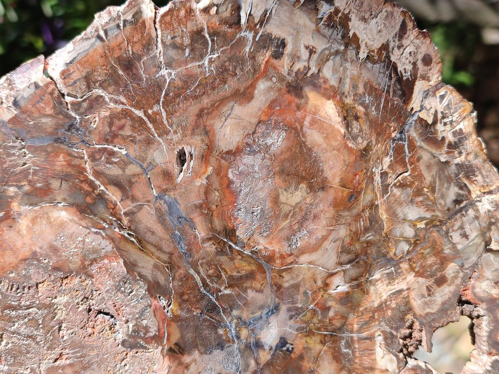 Polished Large Red Podocarpus Petrified Wood Slice x 1 From Mahajanga, Madagascar - Toprock Gemstones and Minerals 
