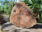 Polished Large Red Podocarpus Petrified Wood Slice x 1 From Mahajanga, Madagascar - Toprock Gemstones and Minerals 
