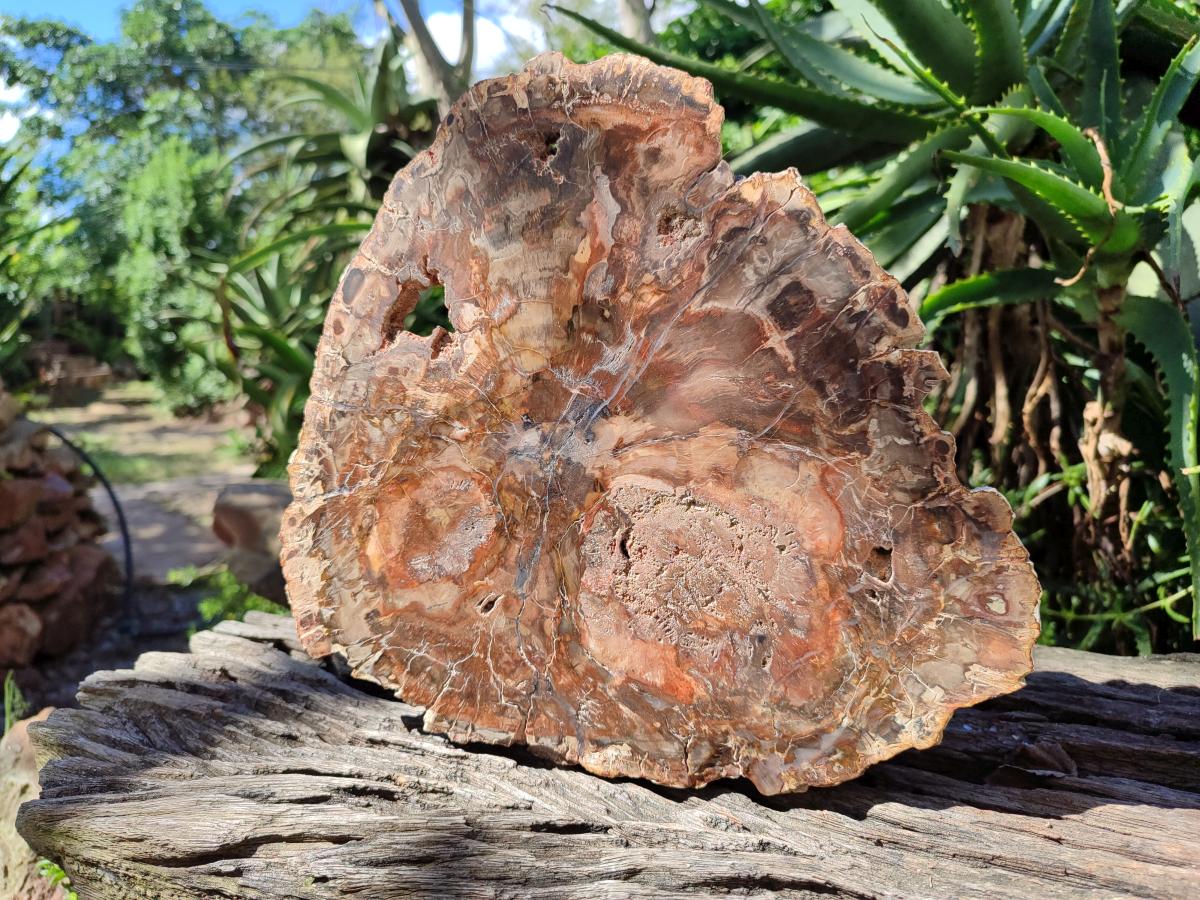 Polished Large Red Podocarpus Petrified Wood Slice x 1 From Mahajanga, Madagascar - Toprock Gemstones and Minerals 