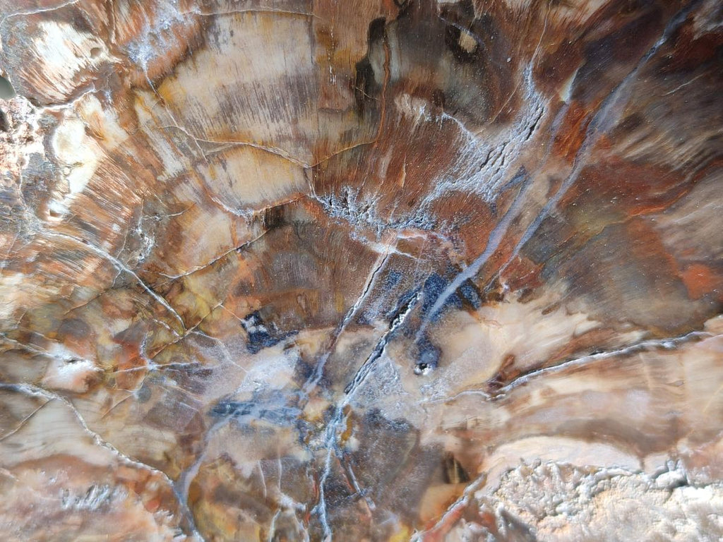 Polished Large Red Podocarpus Petrified Wood Slice x 1 From Mahajanga, Madagascar - Toprock Gemstones and Minerals 