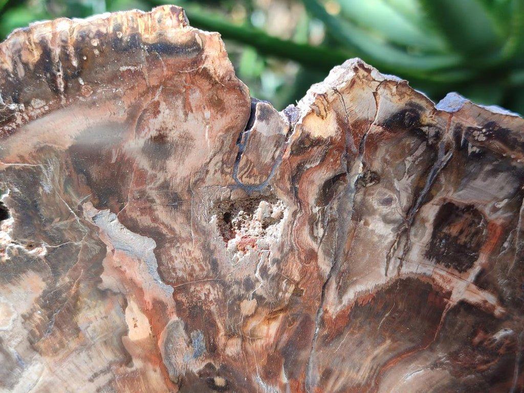 Polished Large Red Podocarpus Petrified Wood Slice x 1 From Mahajanga, Madagascar - Toprock Gemstones and Minerals 
