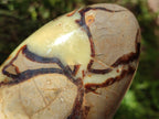 Polished Septerye Standing Free Forms x 3 From Mahajanga, Madagascar - Toprock Gemstones and Minerals 