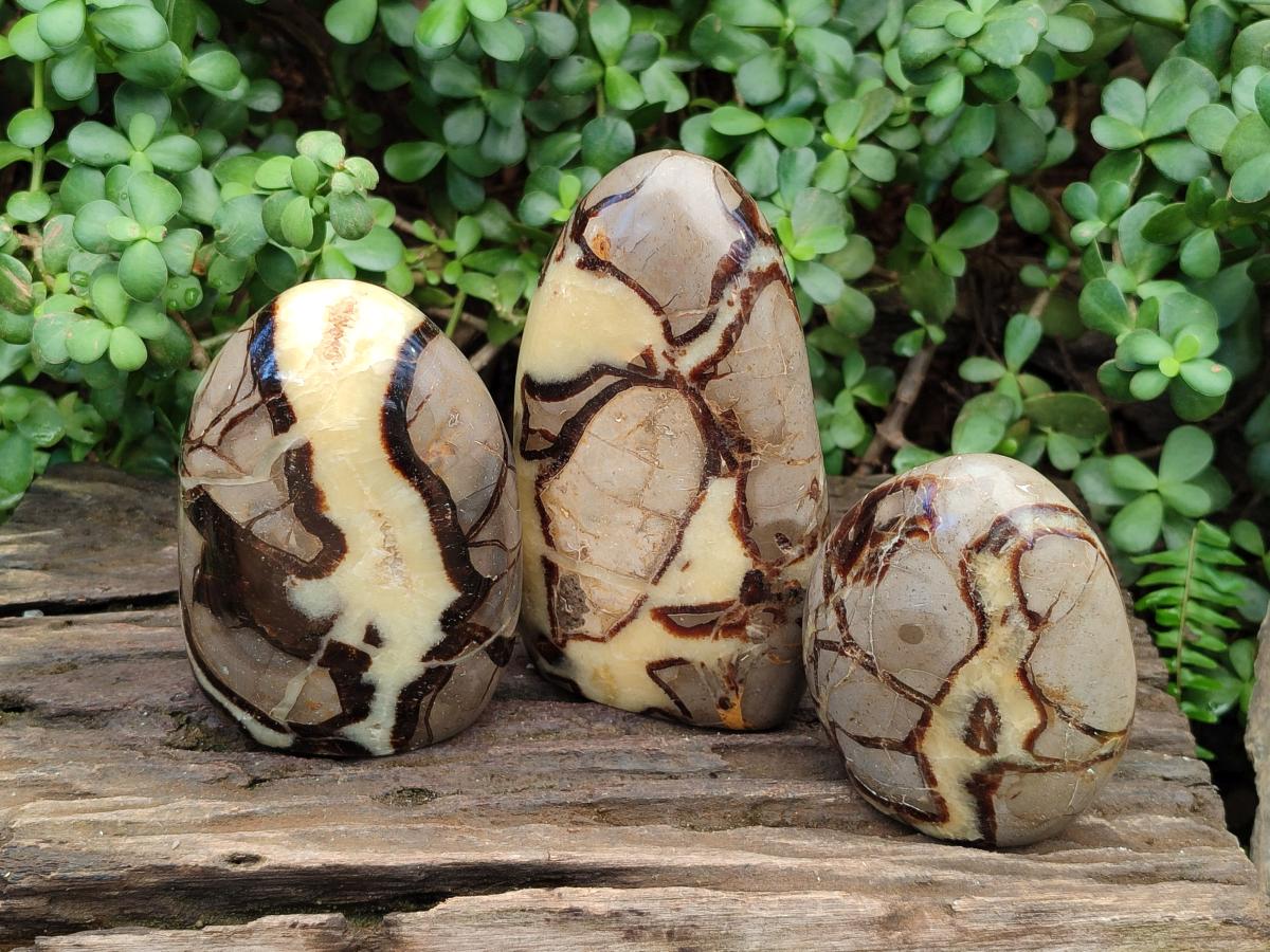 Polished Septerye Standing Free Forms x 3 From Mahajanga, Madagascar - Toprock Gemstones and Minerals 