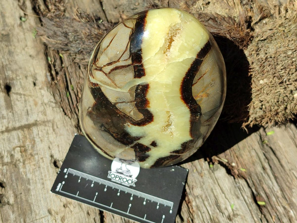 Polished Septerye Standing Free Forms x 3 From Mahajanga, Madagascar - Toprock Gemstones and Minerals 