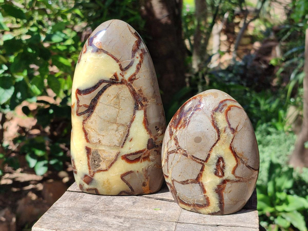 Polished Septerye Standing Free Forms x 3 From Mahajanga, Madagascar - Toprock Gemstones and Minerals 