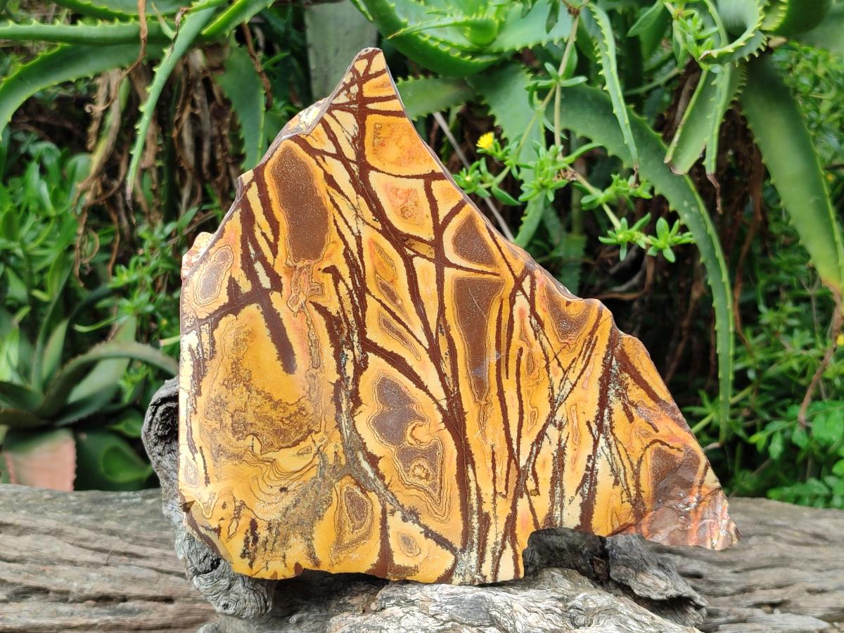Polished On One Side Nguni Jasper Large Slice x 1 From Northern Cape, South Africa - Toprock Gemstones and Minerals 