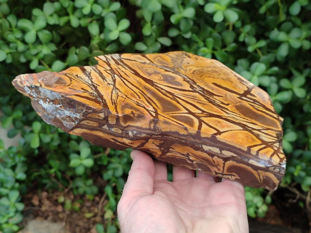 Polished On One Side Nguni Jasper Large Slice x 1 From Northern Cape, South Africa - Toprock Gemstones and Minerals 