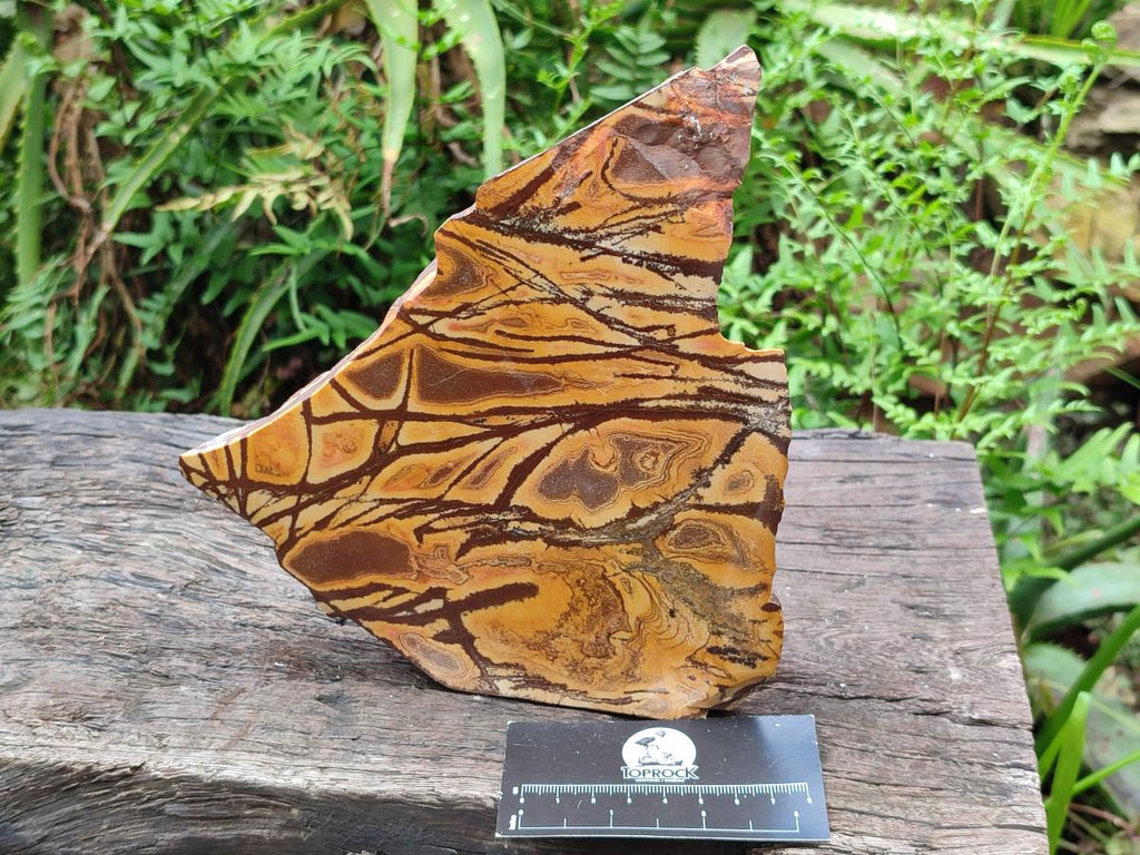 Polished On One Side Nguni Jasper Large Slice x 1 From Northern Cape, South Africa - Toprock Gemstones and Minerals 