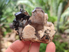 Natural Smokey Quartz Crystals with Associated Minerals x 6 From Mulanje, Malawi - Toprock Gemstones and Minerals 