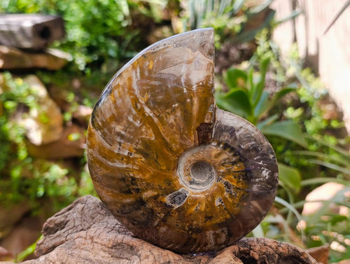 Polished Cleoniceras Red Ammolite Opalized Ammonite Fossils x 2 From Tulear, Madagascar - Toprock Gemstones and Minerals 