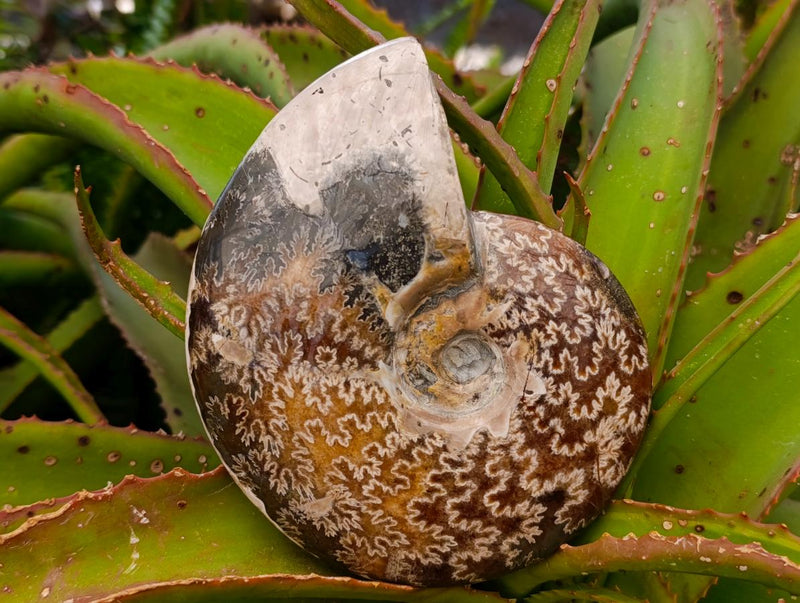 Polished Cleoniceras Red Ammolite Opalized Ammonite Fossils x 2 From Tulear, Madagascar - Toprock Gemstones and Minerals 