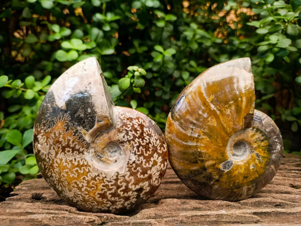 Polished Cleoniceras Red Ammolite Opalized Ammonite Fossils x 2 From Tulear, Madagascar - Toprock Gemstones and Minerals 