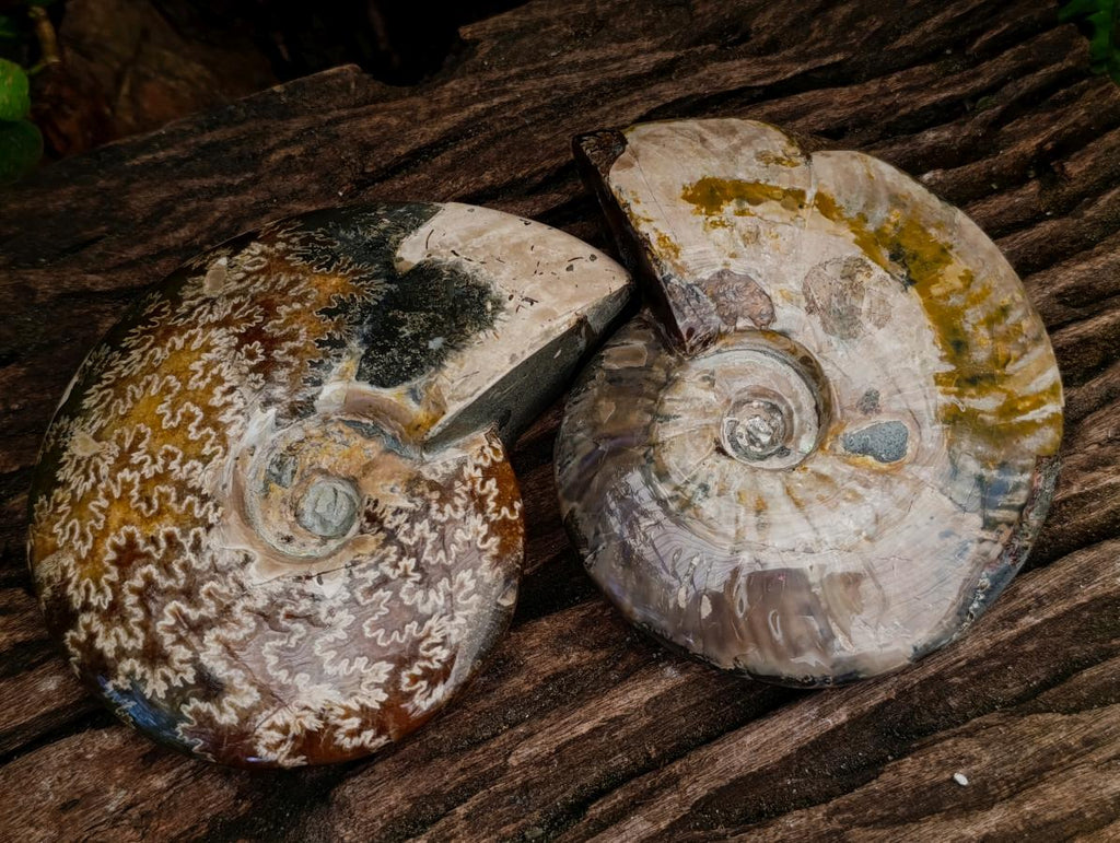 Polished Cleoniceras Red Ammolite Opalized Ammonite Fossils x 2 From Tulear, Madagascar - Toprock Gemstones and Minerals 