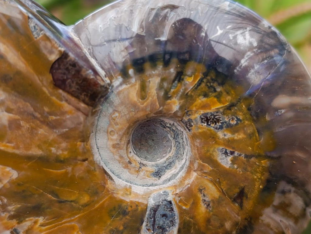 Polished Cleoniceras Red Ammolite Opalized Ammonite Fossils x 2 From Tulear, Madagascar - Toprock Gemstones and Minerals 