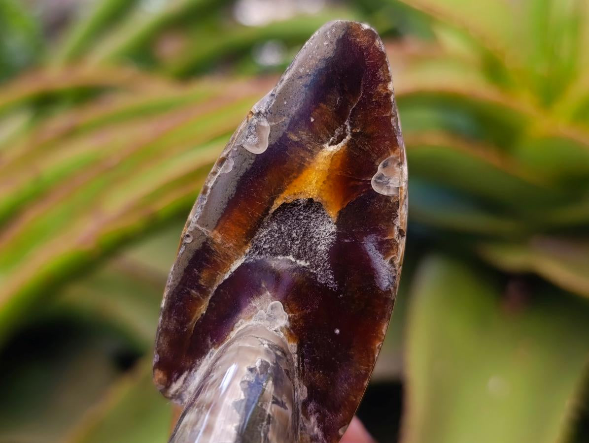 Polished Cleoniceras Red Ammolite Opalized Ammonite Fossils x 2 From Tulear, Madagascar - Toprock Gemstones and Minerals 