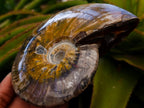 Polished Cleoniceras Red Ammolite Opalized Ammonite Fossils x 2 From Tulear, Madagascar - Toprock Gemstones and Minerals 