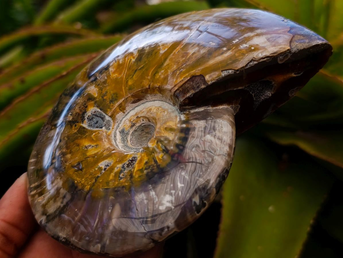 Polished Cleoniceras Red Ammolite Opalized Ammonite Fossils x 2 From Tulear, Madagascar - Toprock Gemstones and Minerals 