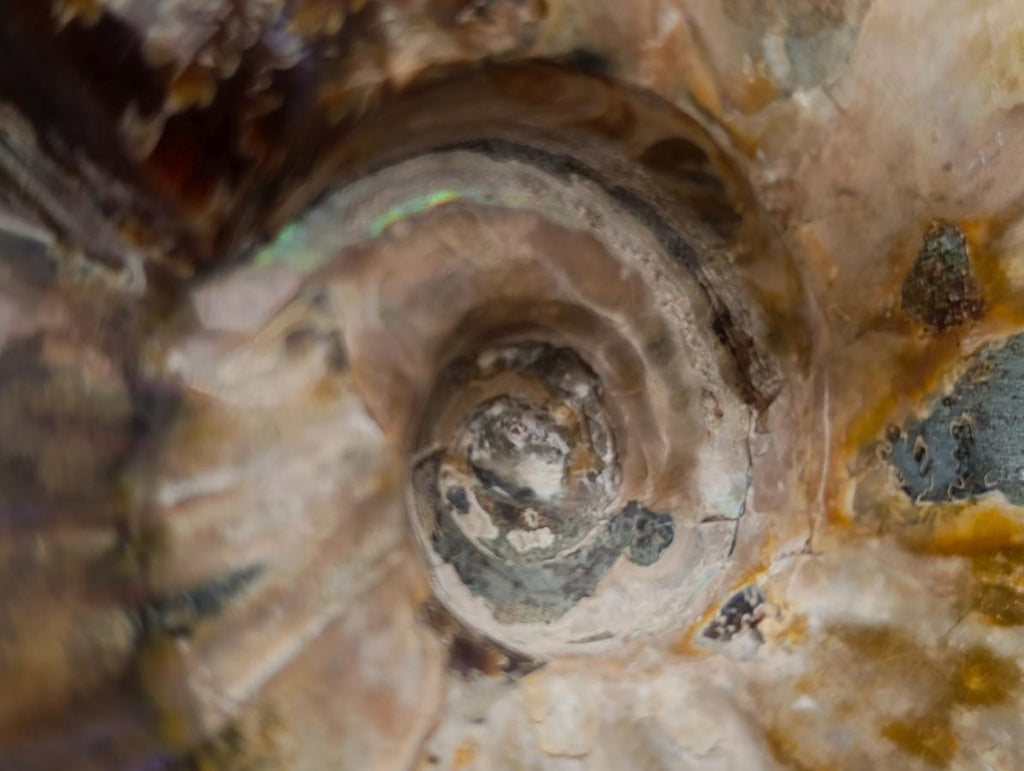 Polished Cleoniceras Red Ammolite Opalized Ammonite Fossils x 2 From Tulear, Madagascar - Toprock Gemstones and Minerals 
