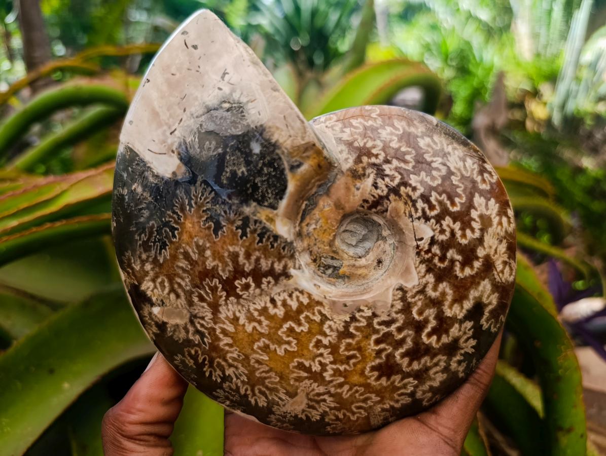 Polished Cleoniceras Red Ammolite Opalized Ammonite Fossils x 2 From Tulear, Madagascar - Toprock Gemstones and Minerals 