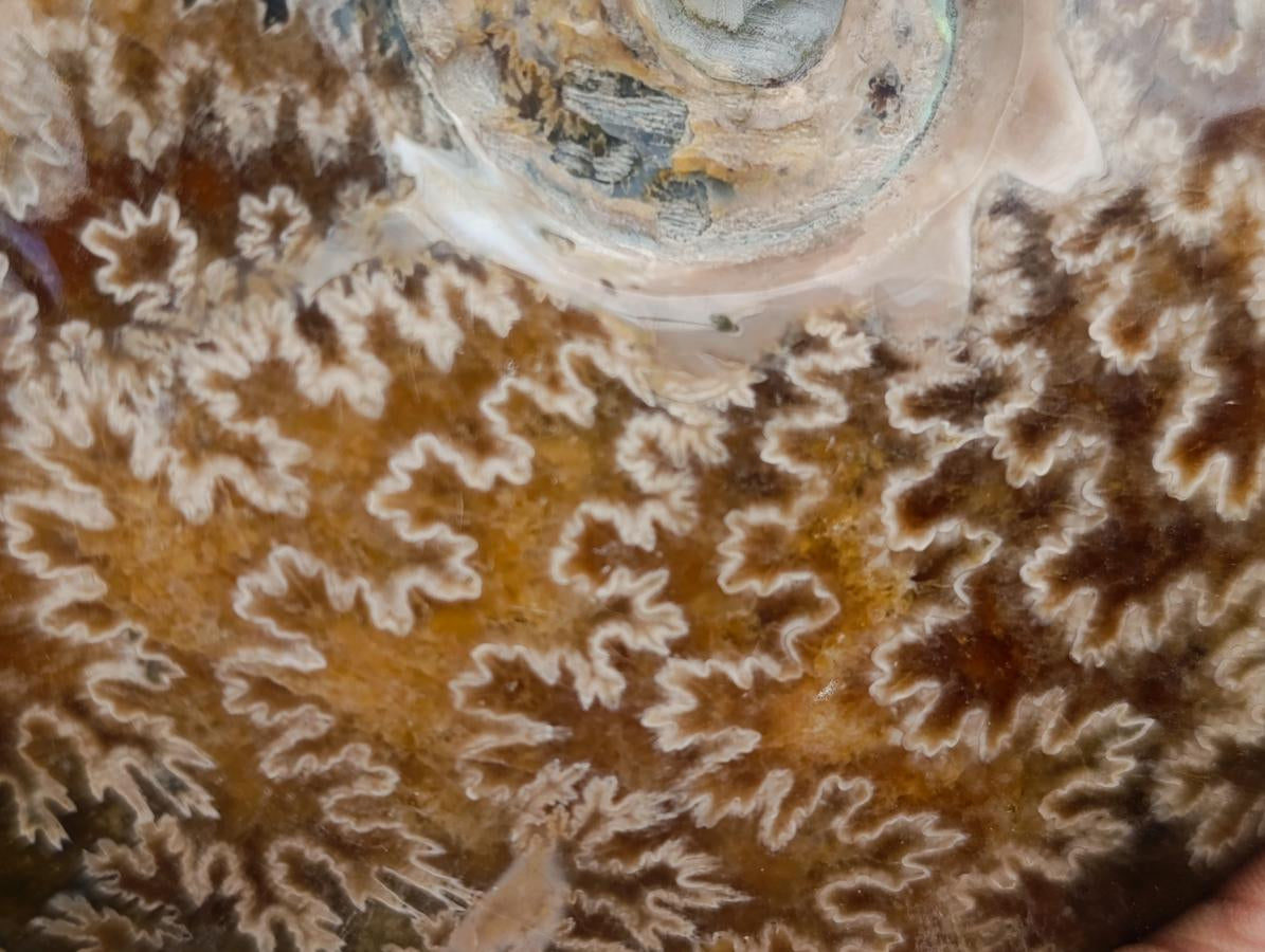 Polished Cleoniceras Red Ammolite Opalized Ammonite Fossils x 2 From Tulear, Madagascar - Toprock Gemstones and Minerals 