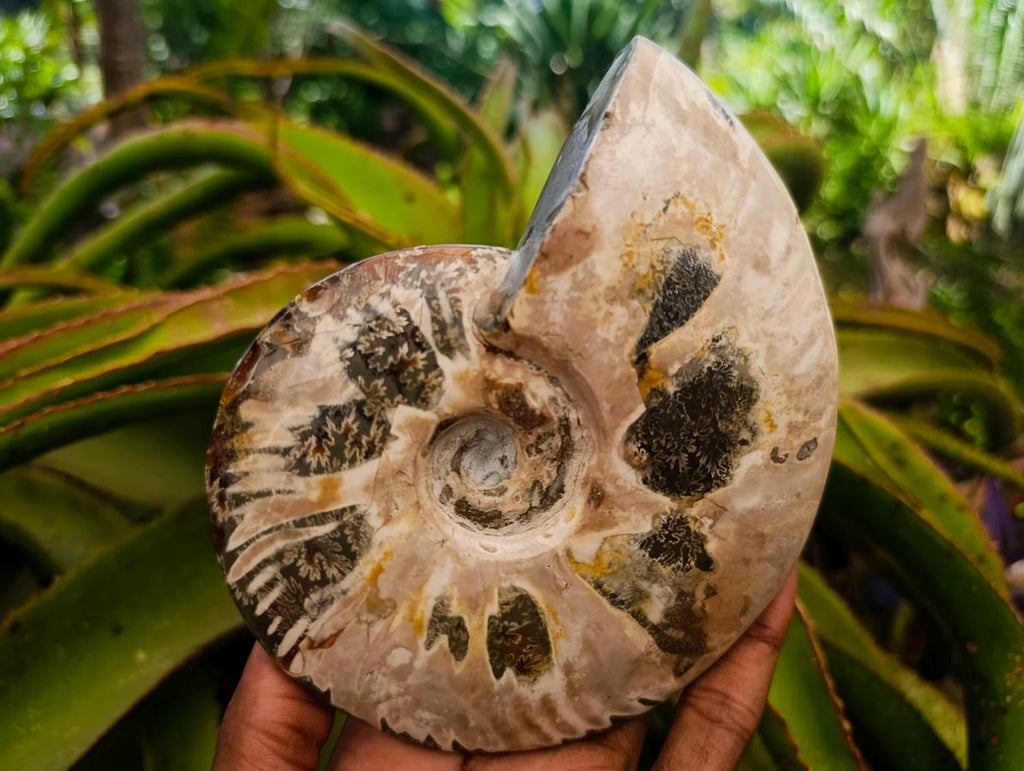 Polished Cleoniceras Red Ammolite Opalized Ammonite Fossils x 2 From Tulear, Madagascar - Toprock Gemstones and Minerals 