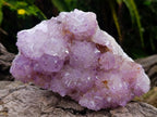 Natural Cactus Flower Spirit Quartz Clusters x 3 From South Africa - Toprock Gemstones and Minerals 