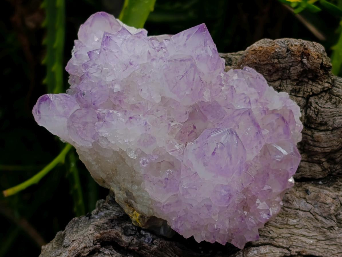 Natural Cactus Flower Spirit Quartz Clusters x 3 From South Africa - Toprock Gemstones and Minerals 