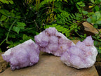 Natural Cactus Flower Spirit Quartz Clusters x 3 From South Africa - Toprock Gemstones and Minerals 