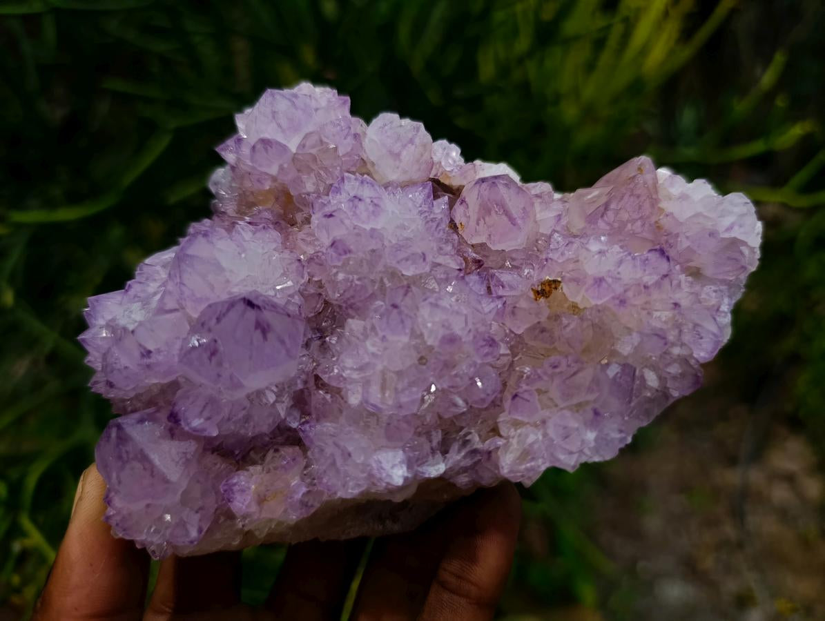 Natural Cactus Flower Spirit Quartz Clusters x 3 From South Africa - Toprock Gemstones and Minerals 