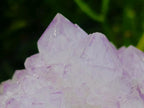 Natural Cactus Flower Spirit Quartz Clusters x 3 From South Africa - Toprock Gemstones and Minerals 