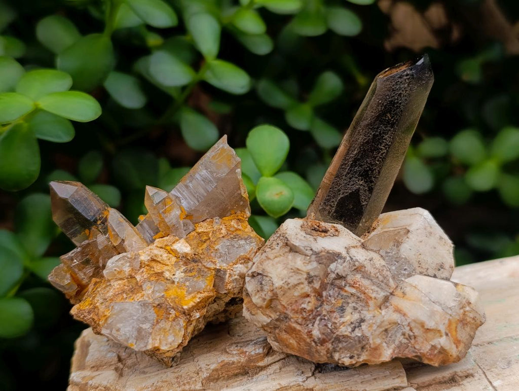 Natural Smokey Quartz Crystals x 24 From Zomba Plateau, Malawi - Toprock Gemstones and Minerals 