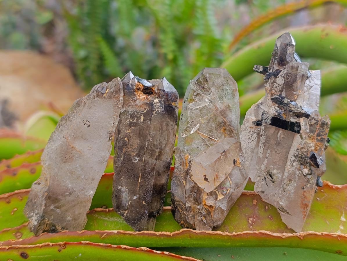 Natural Smokey Quartz Crystals x 24 From Zomba Plateau, Malawi - Toprock Gemstones and Minerals 