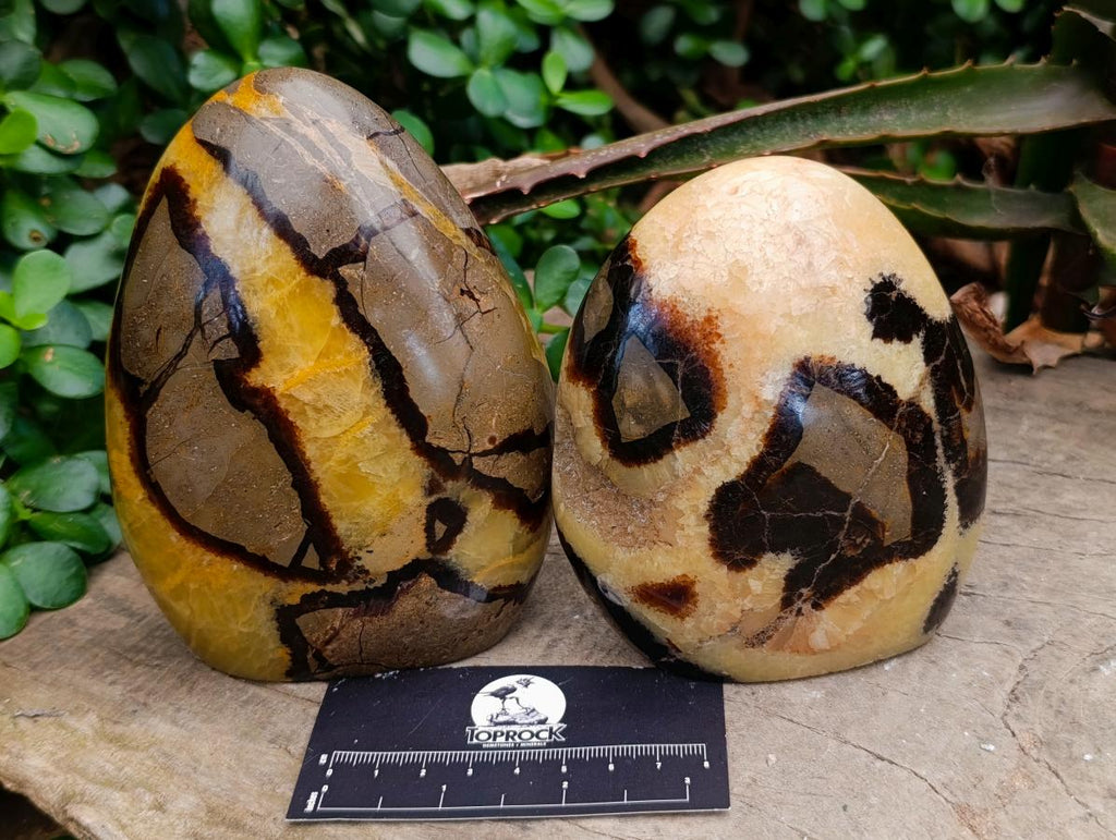 Polished Septerye Standing Free Forms x 2 From Mahajanga, Madagascar - Toprock Gemstones and Minerals 