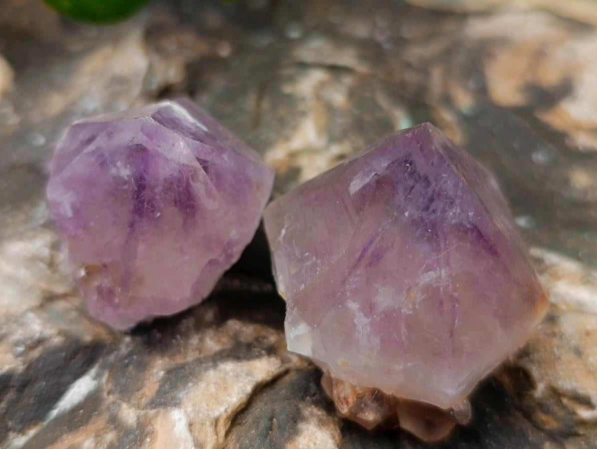Natural Cactus Flower Amethyst Spirit Quartz Crystals x 63 From South Africa - Toprock Gemstones and Minerals 