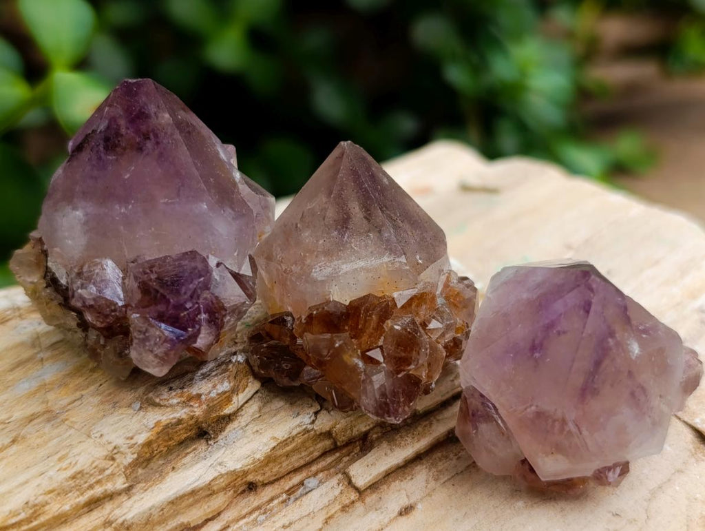 Natural Cactus Flower Amethyst Spirit Quartz Crystals x 63 From South Africa - Toprock Gemstones and Minerals 