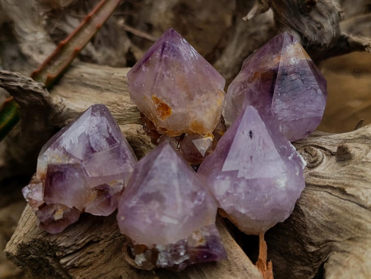Natural Cactus Flower Amethyst Spirit Quartz Crystals x 63 From South Africa - Toprock Gemstones and Minerals 