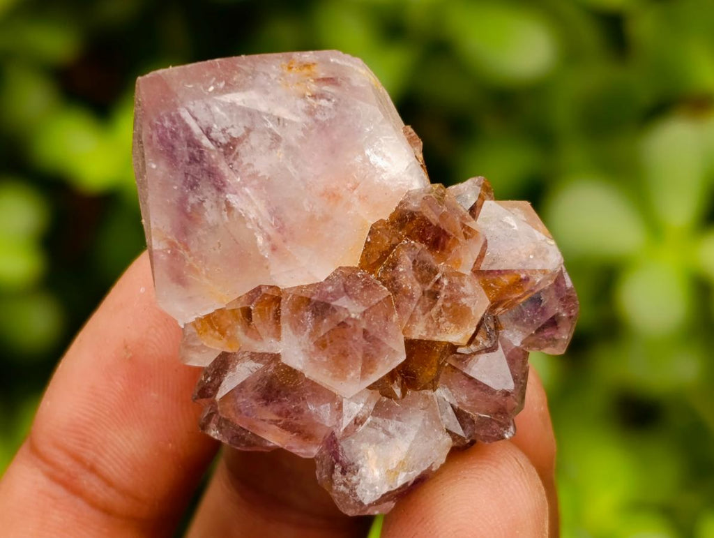 Natural Cactus Flower Amethyst Spirit Quartz Crystals x 63 From South Africa - Toprock Gemstones and Minerals 