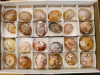 Polished Flower Agate Palm Stones x 24 From Antsahalova, Madagascar - Toprock Gemstones and Minerals 